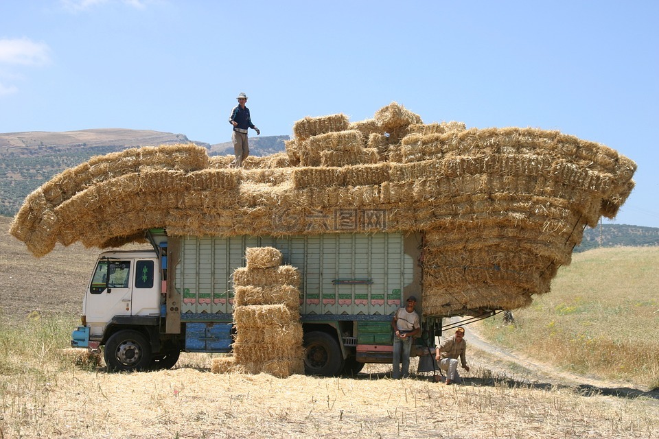 摩洛哥,卡车,干草