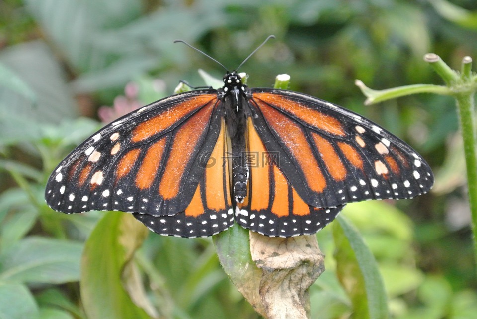 蝴蝶,哥斯达黎加,昆虫