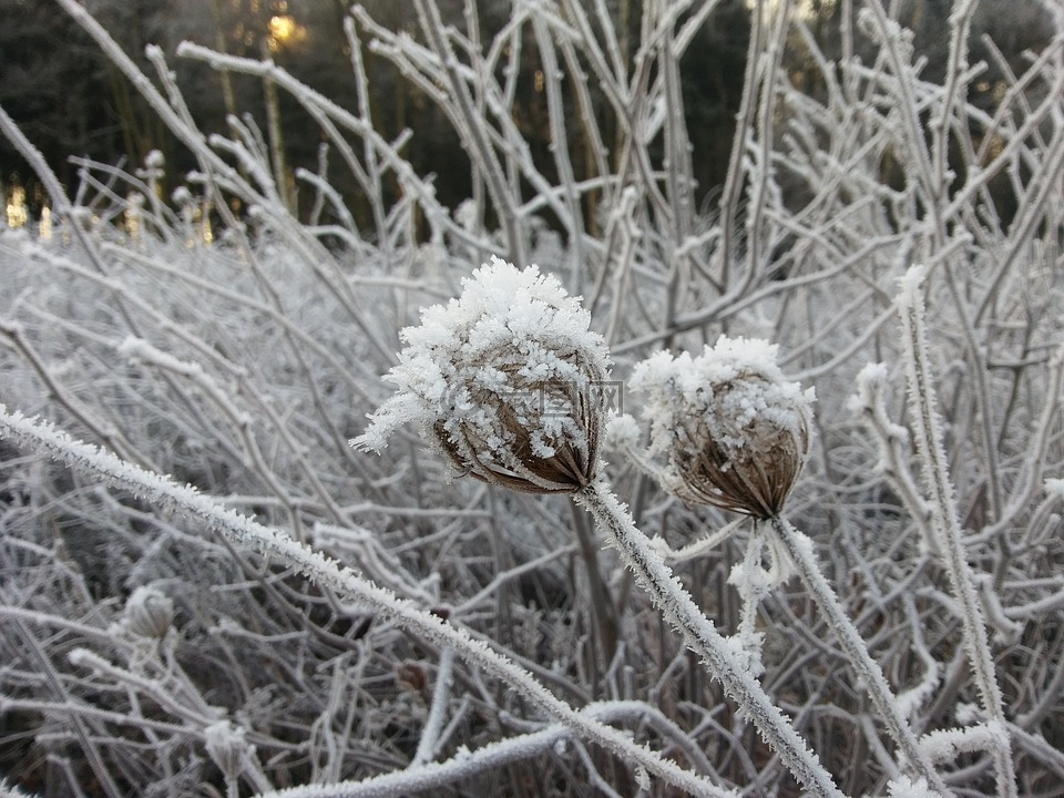 冬天,霜,景观高清图库素材免费下载(图片编号:6972582)