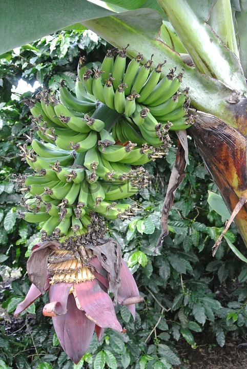 香蕉,哥斯达黎加,香蕉种植园
