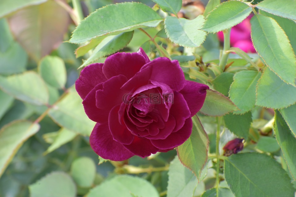 紫玫瑰,花,魅力