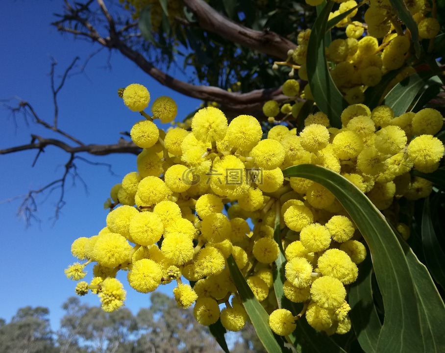 荆花,春天,蓝色的天空