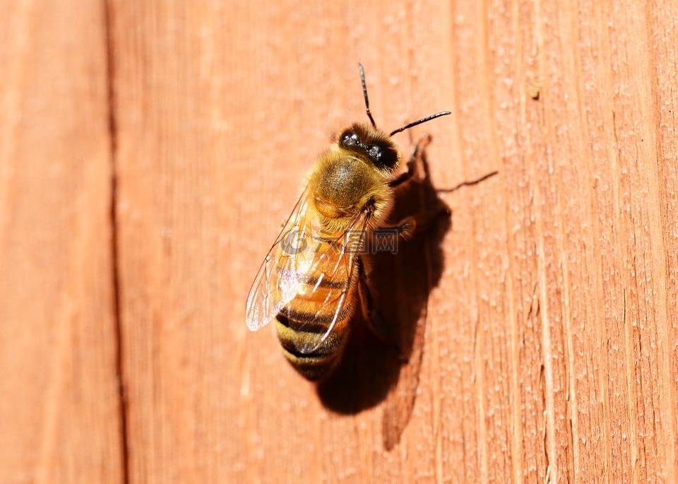 蜂蜜,蜜蜂,巴克法斯特