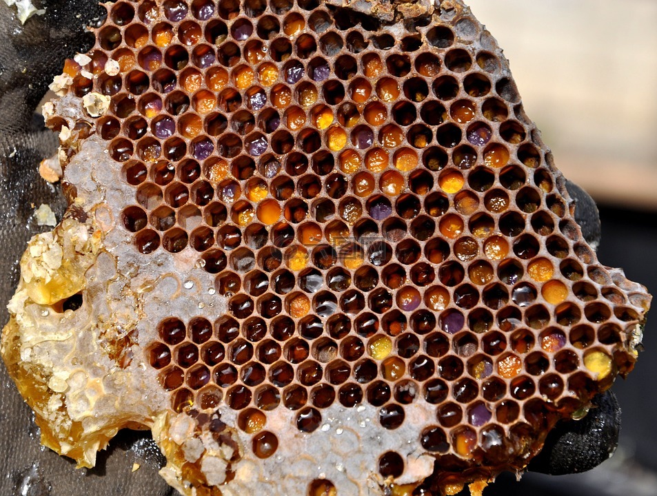 蜂窝,花粉仓储,蜂蜜