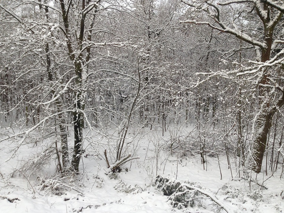 雪,林,雪景观