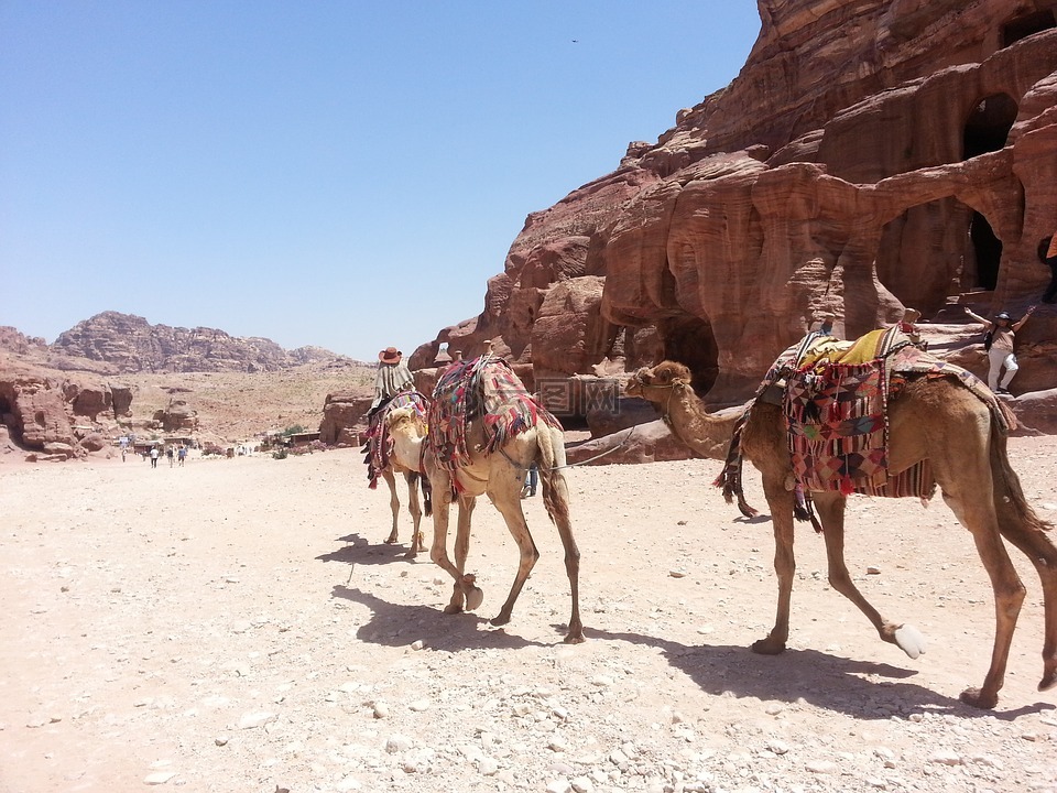 骆驼,沙漠,阿拉伯