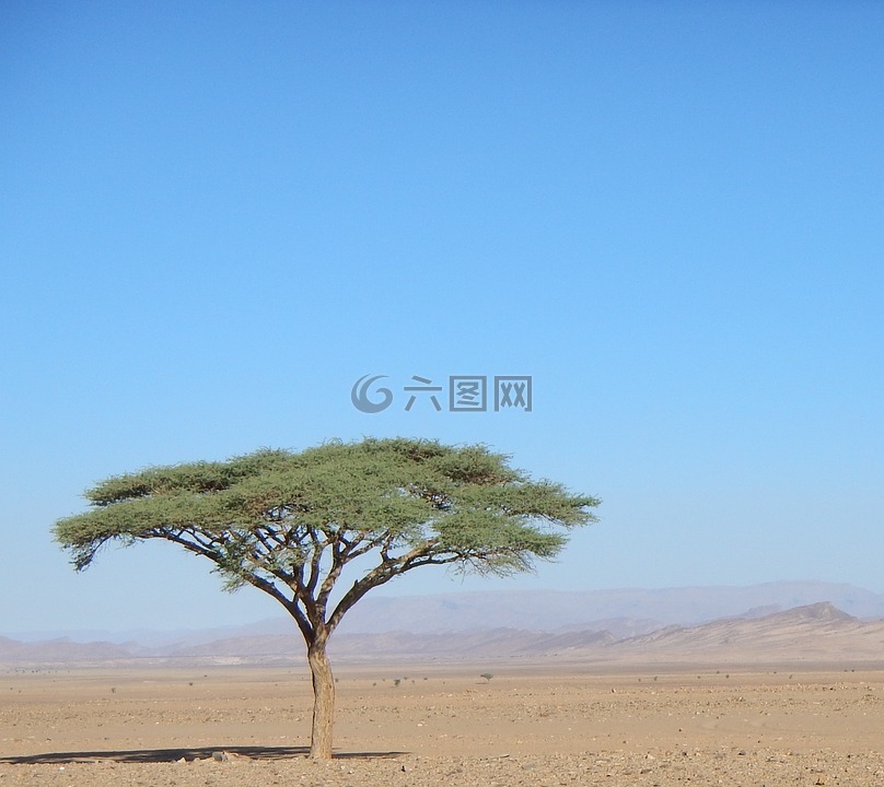 树,沙漠,摩洛哥