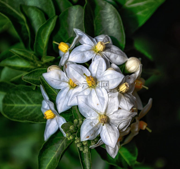 茉莉,开花,花