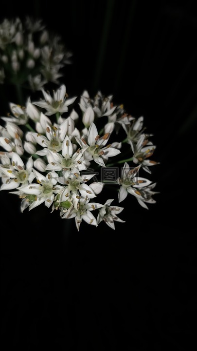夜间拍摄,小花,白色的花