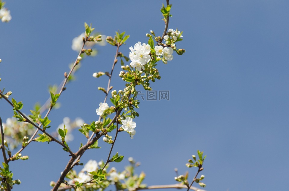 樱桃,花卉,叶子