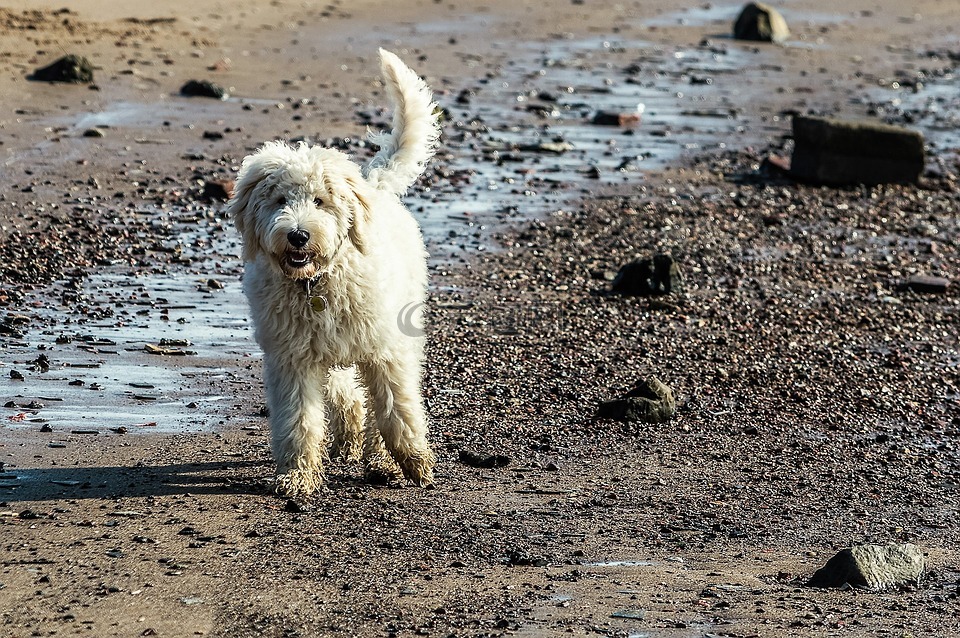 狗,海,在海滩上的狗