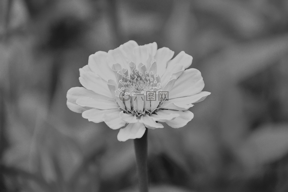 花,黑白照片,性质