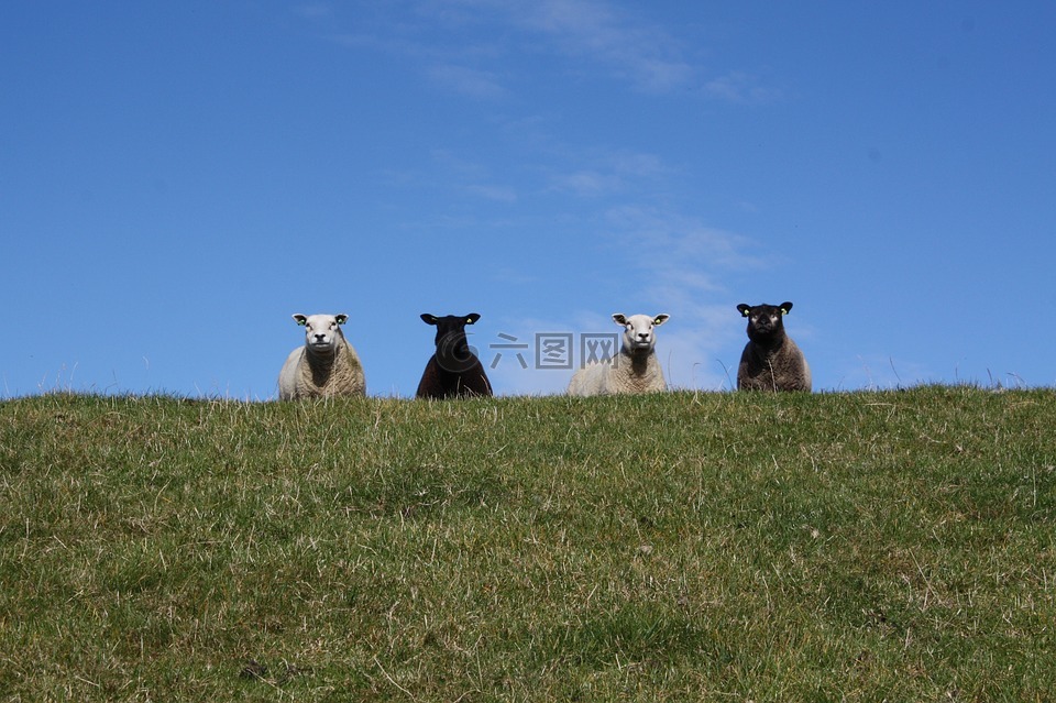 羊,一群,schäfchen