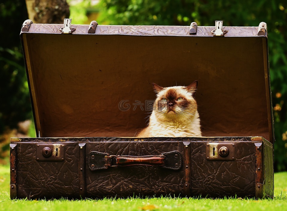 行李,古董,猫