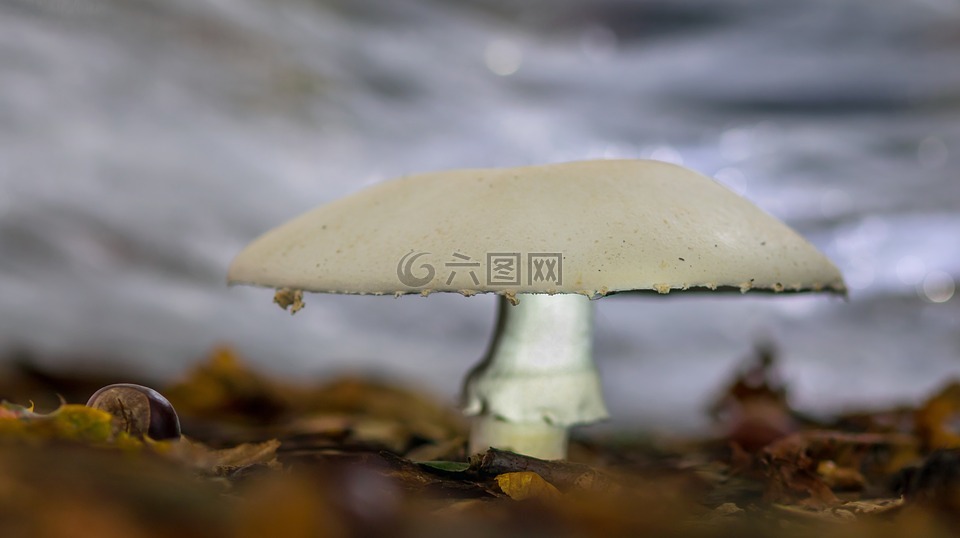 蘑菇,秋菇,10 月蘑菇