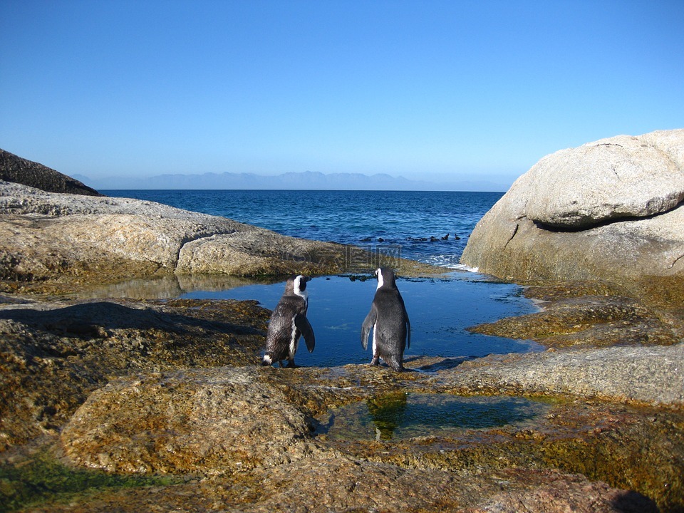 好望角,南非,企鹅