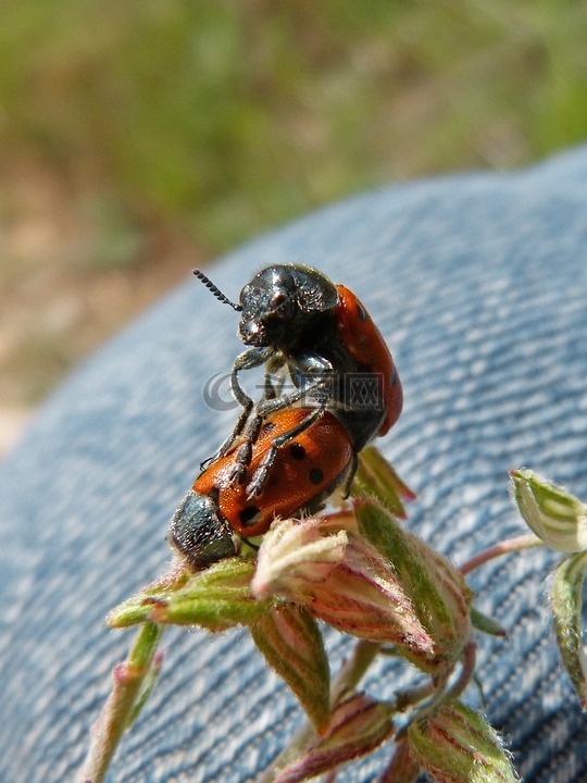 交配,昆虫,斑蝥 quadripunctata