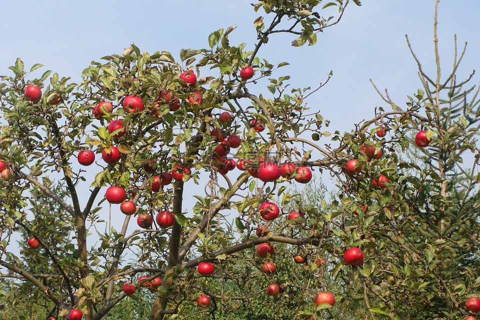 水果树,苹果树,秋