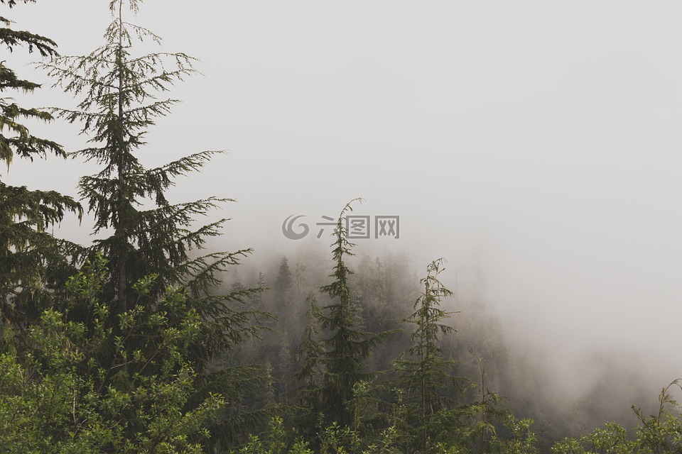 常绿,高山,薄雾