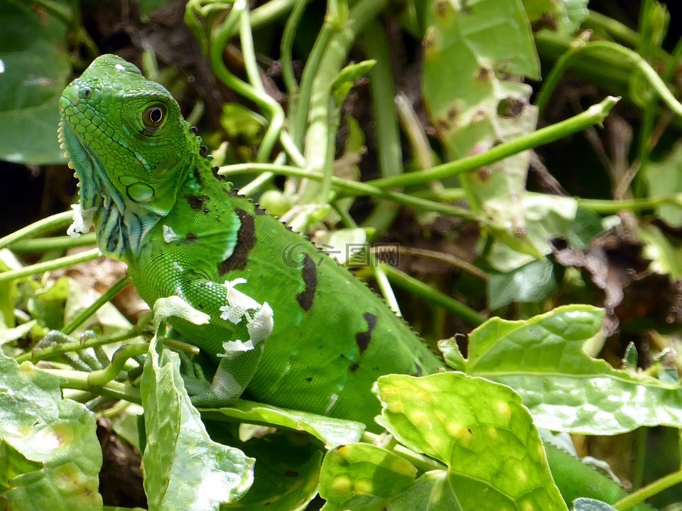 鬣鳞蜥,青年,绿色