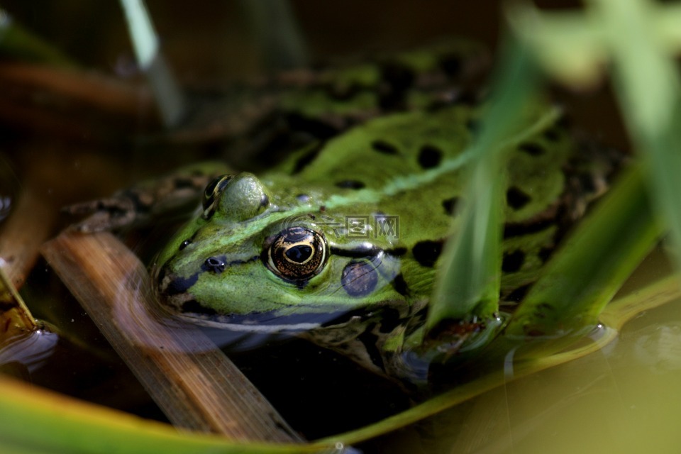 青蛙,池塘,花园