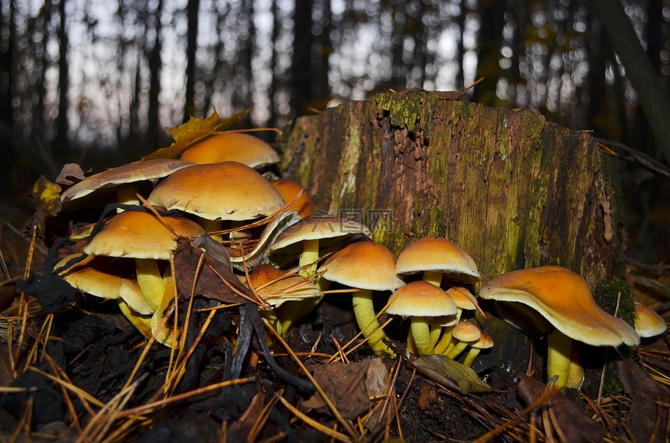 蘑菇,森林,在森林里