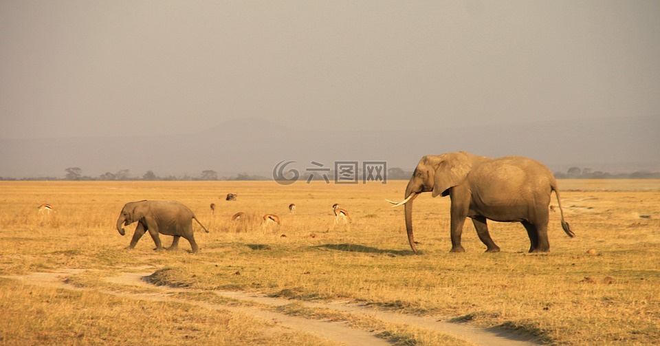 肯尼亚,大象,安博塞利