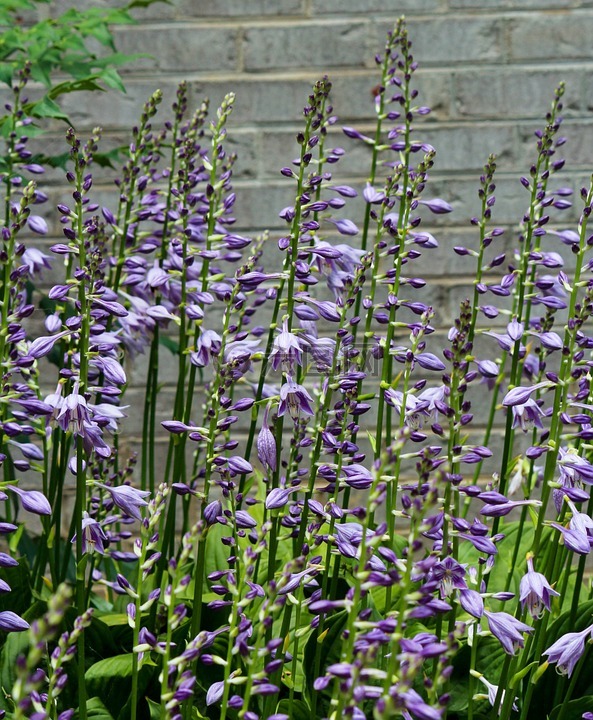 霍斯塔什,玉簪花,紫色花朵