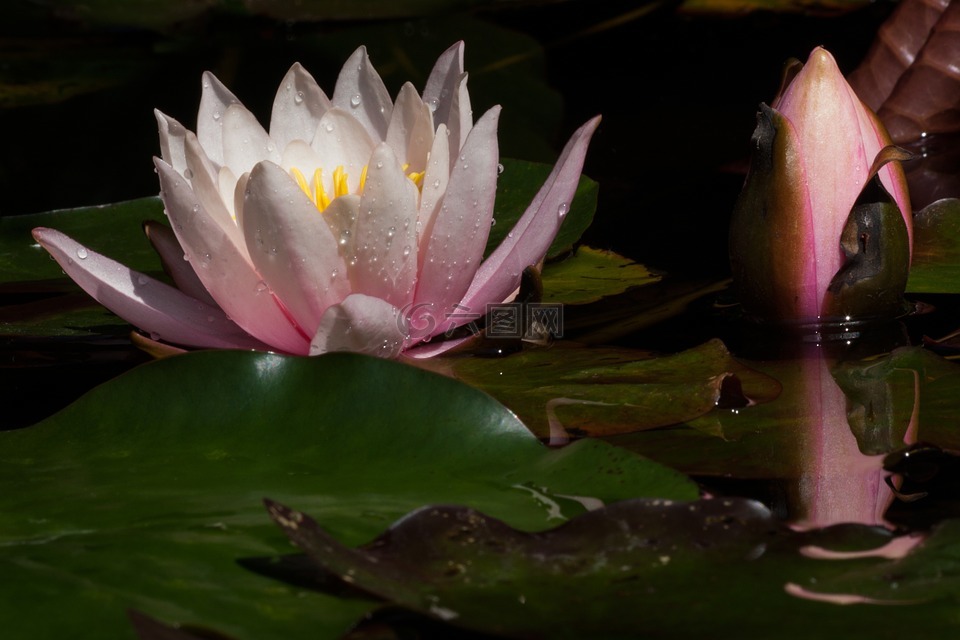 睡莲,芽,湖玫瑰