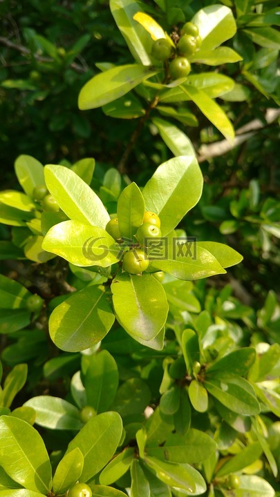 叶子水果绿色