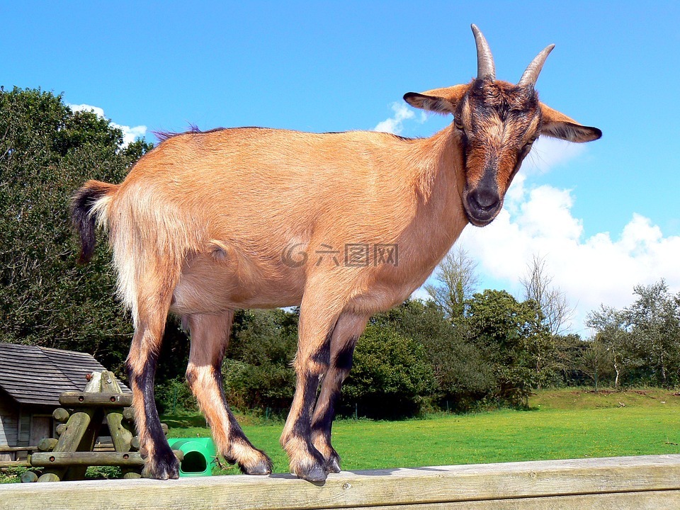 山羊,動物,湖3祭司高清圖庫素材免費下載(圖片編號:6978671)-六圖網