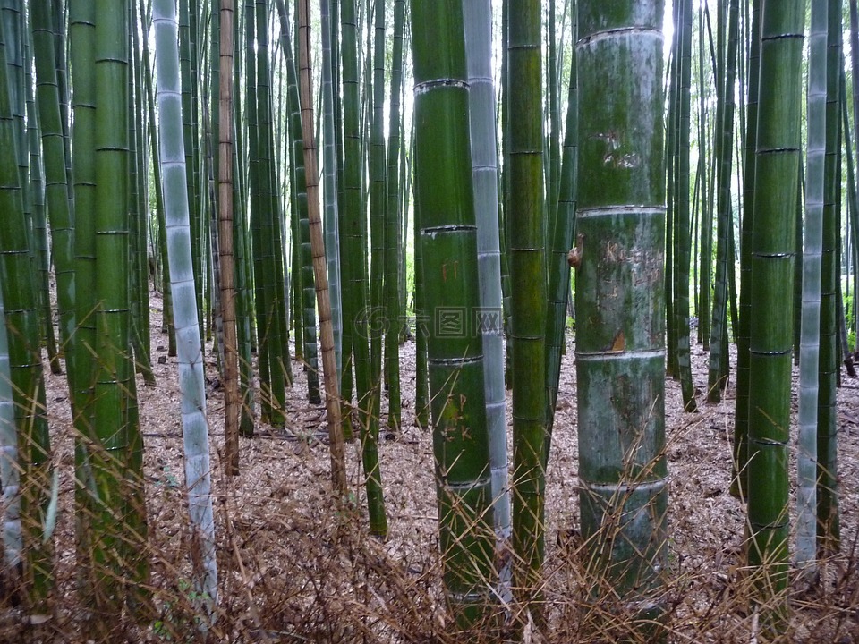 竹林,京都,竹