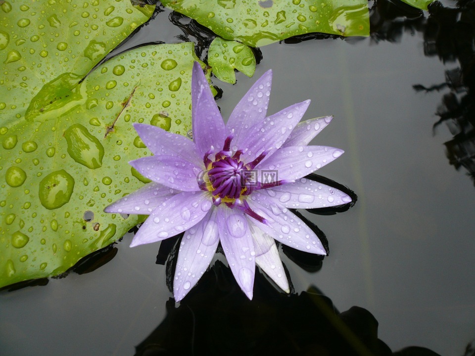 花,水百合,紫色