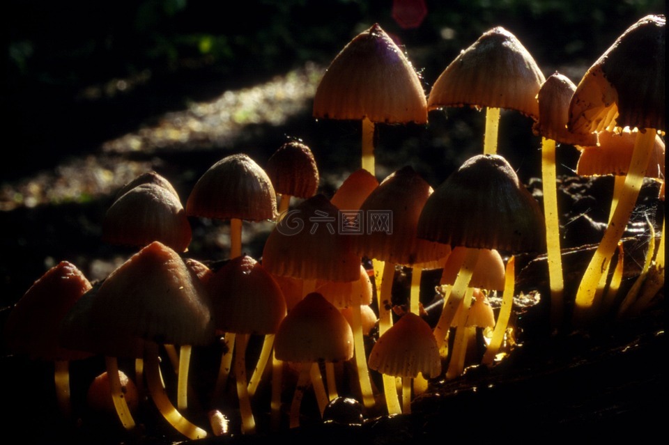 蘑菇,福雷斯特,自然