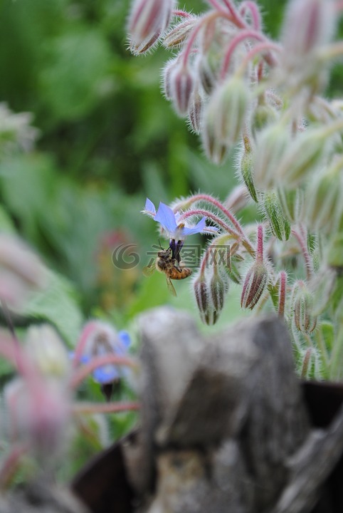 蜜蜂,明尼苏达州,花