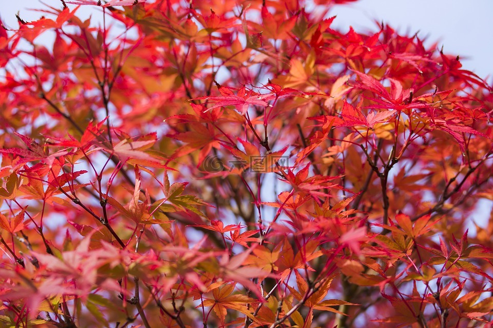 日本枫,枫叶,红叶