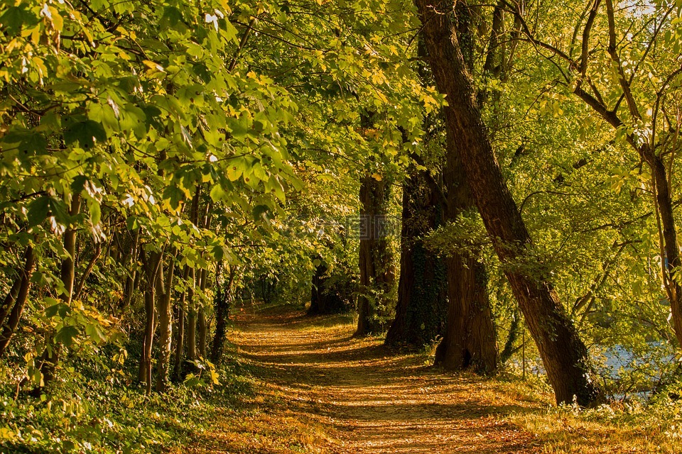 森林路径,秋季,森林