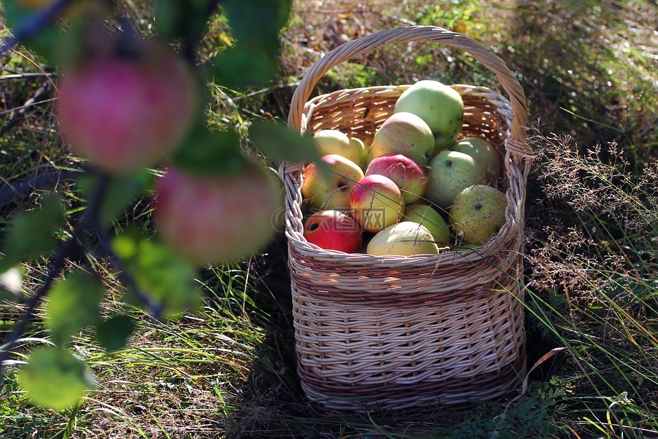苹果,购物篮,秋季
