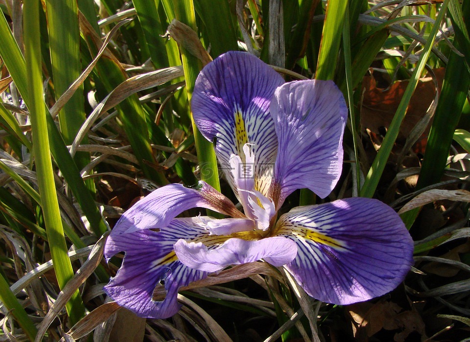 花,鸢尾花,紫色