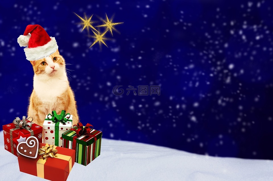 圣诞贺卡,猫,礼物