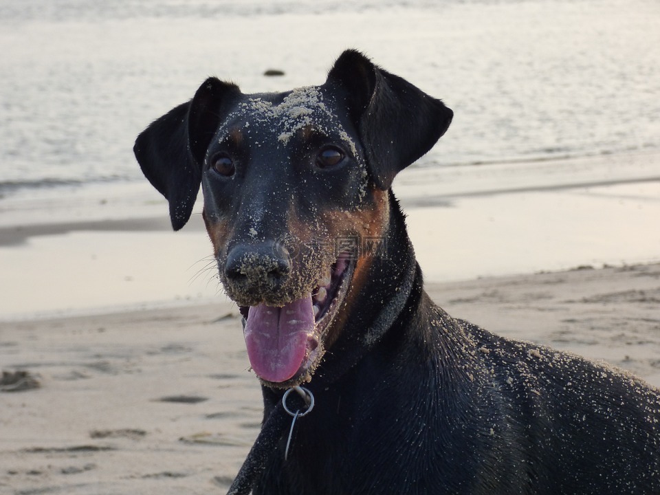 杜宾,狗,海滩