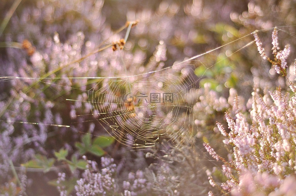 粉红色,蜘蛛网,蛛网