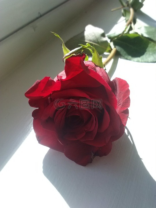 红色,玫瑰,浪漫