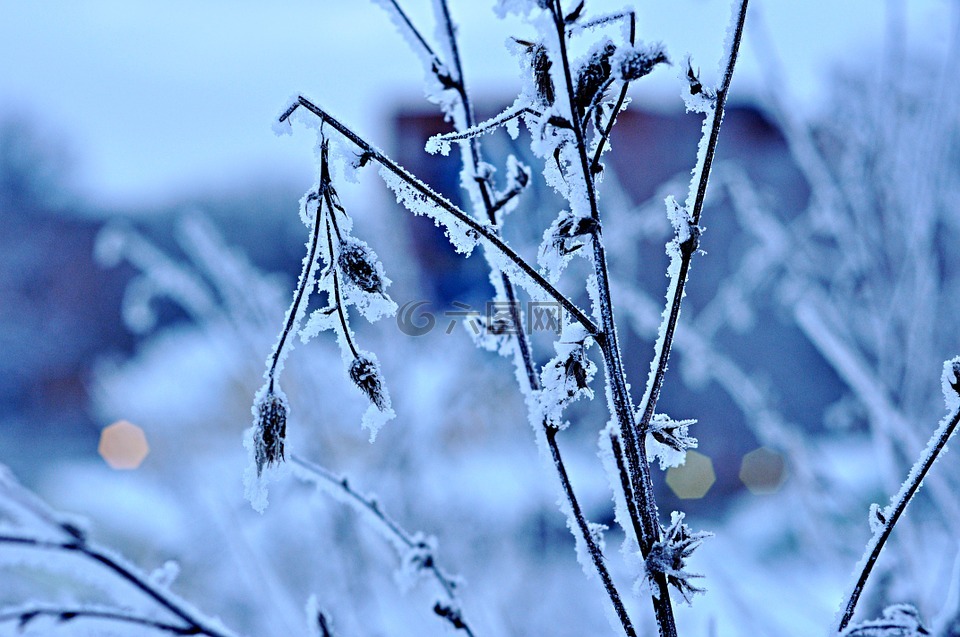 冬天,雪,冷