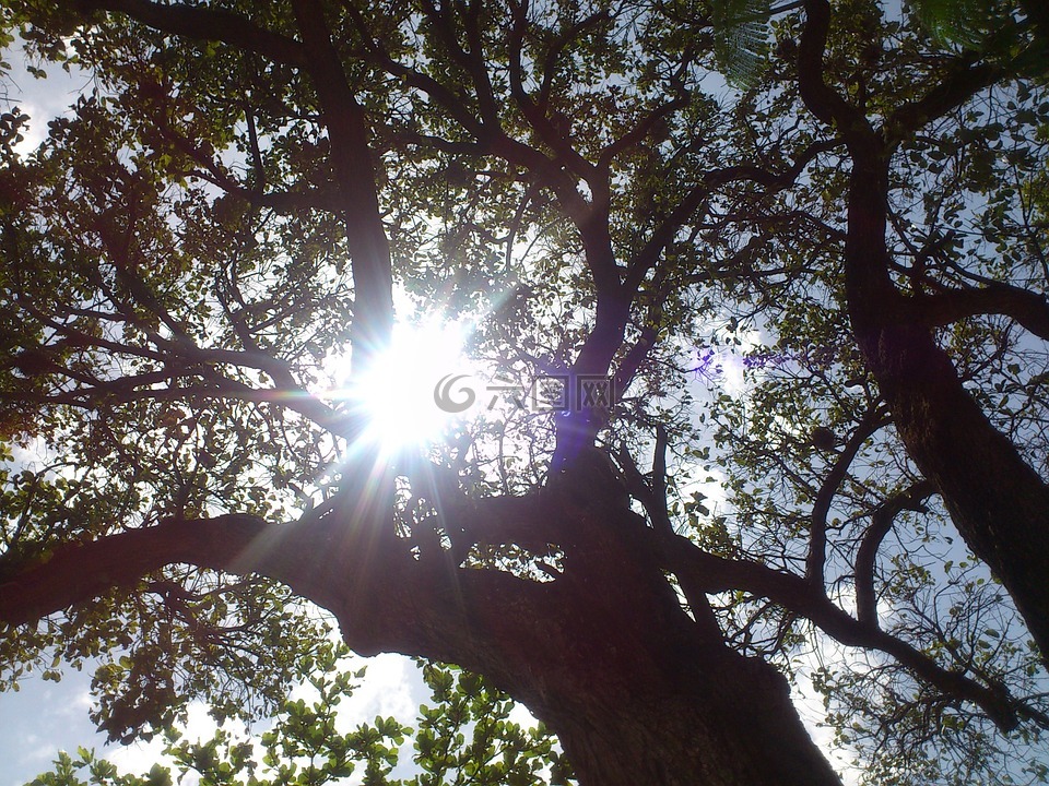 树,太阳,阴影