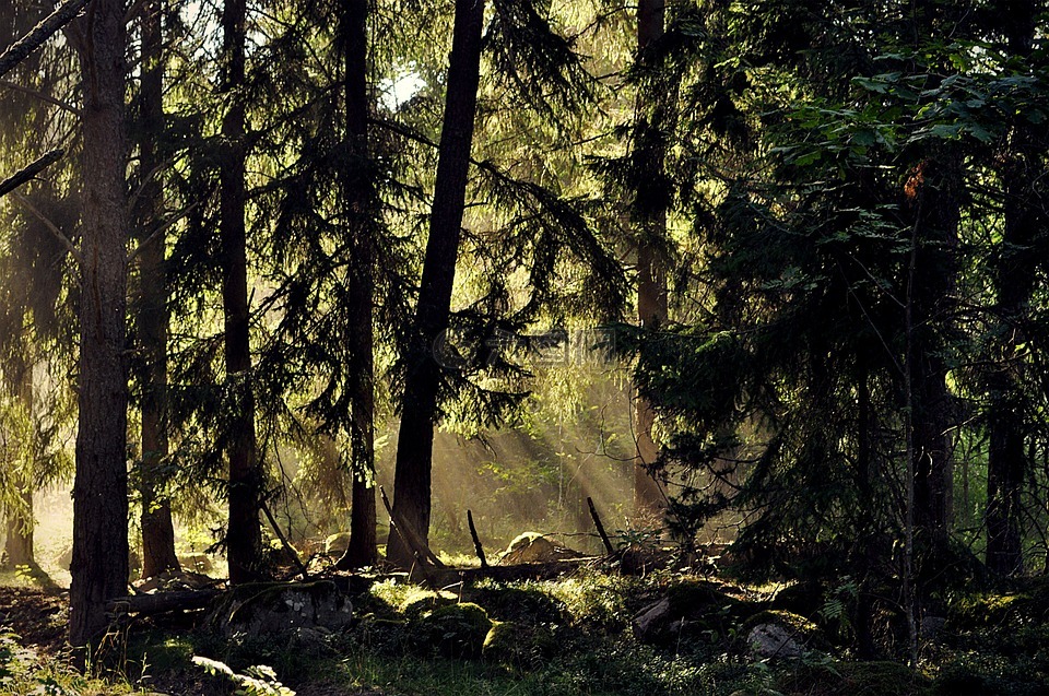 树,森林,瑞典