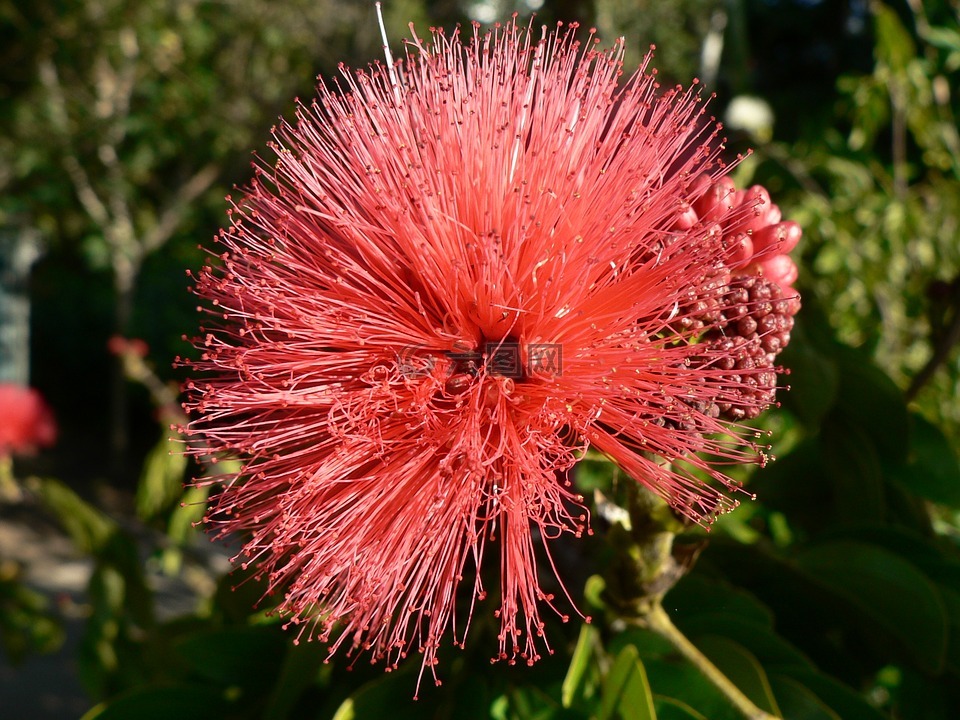 粉扑,花,厂