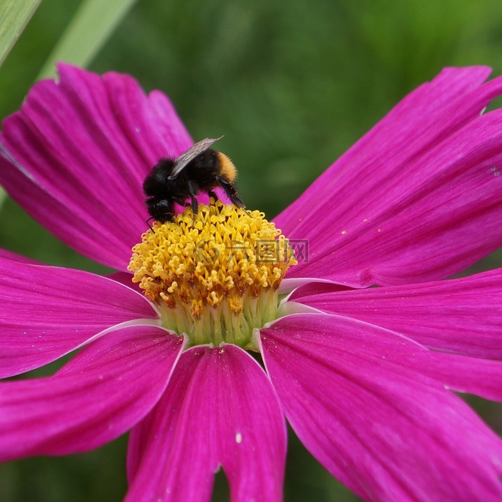 宇宙,宇宙花,蜜蜂在盛开