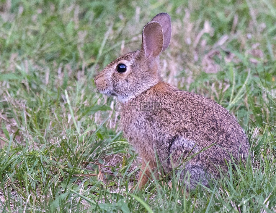 兔子,复活节,棉尾兔