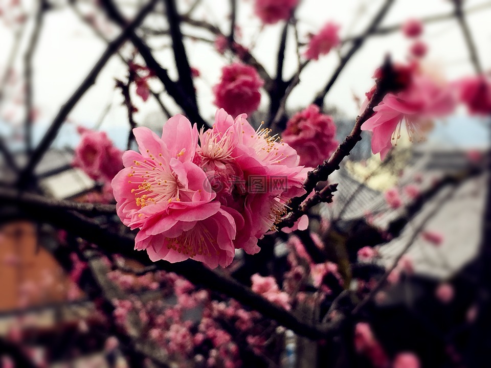 櫻花,粉紅色,日本